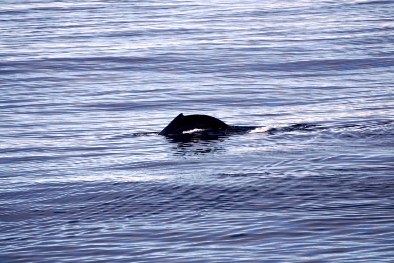 Elephant Island Sea Ice Humpback + Fin Whales - 71.jpeg