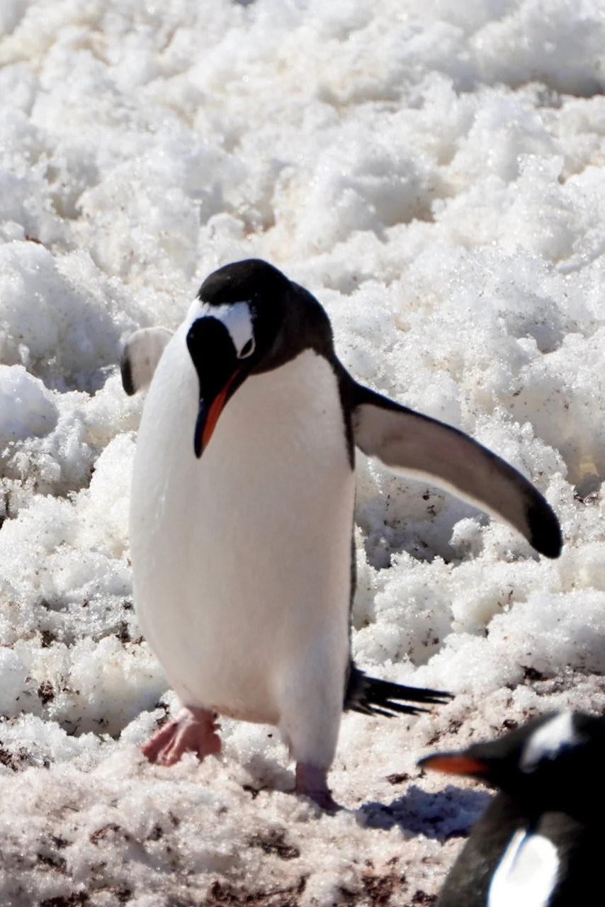 Brown Station Paradise Harbour - 57.jpeg