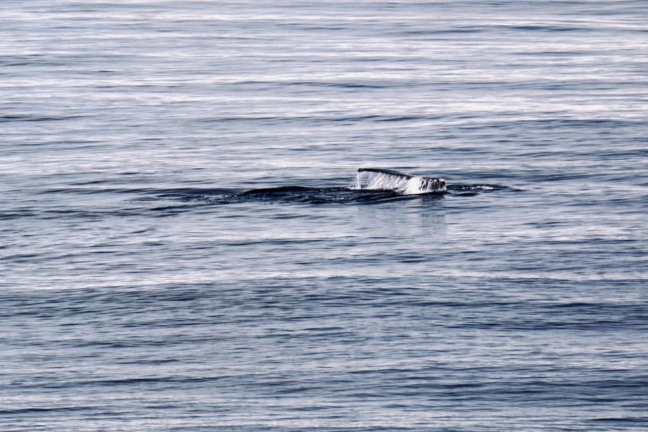Elephant Island Sea Ice Humpback + Fin Whales - 68.jpeg