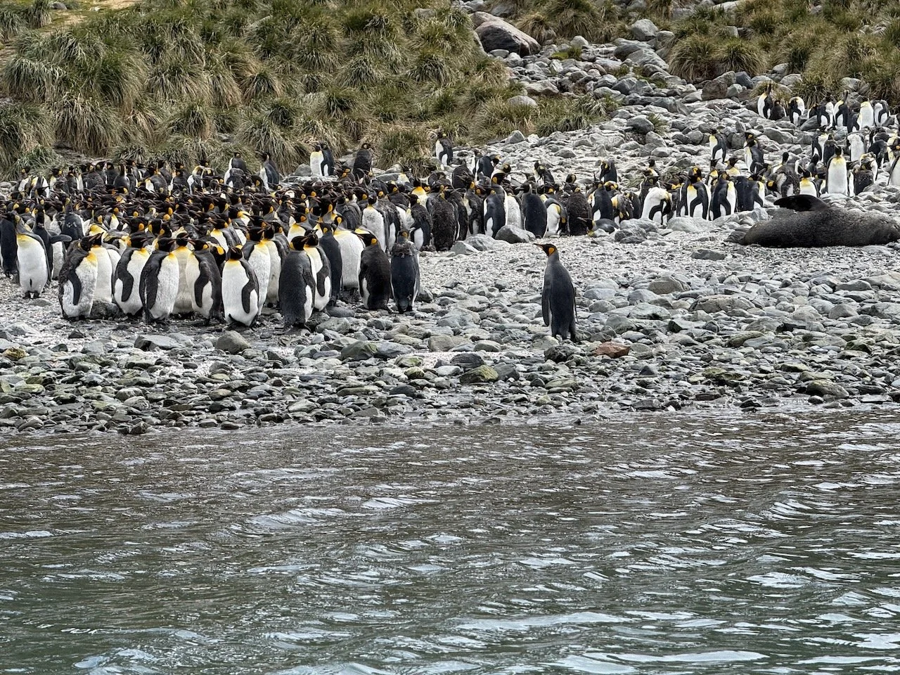 Royal Bay Kayaking iPhone - 46.jpeg