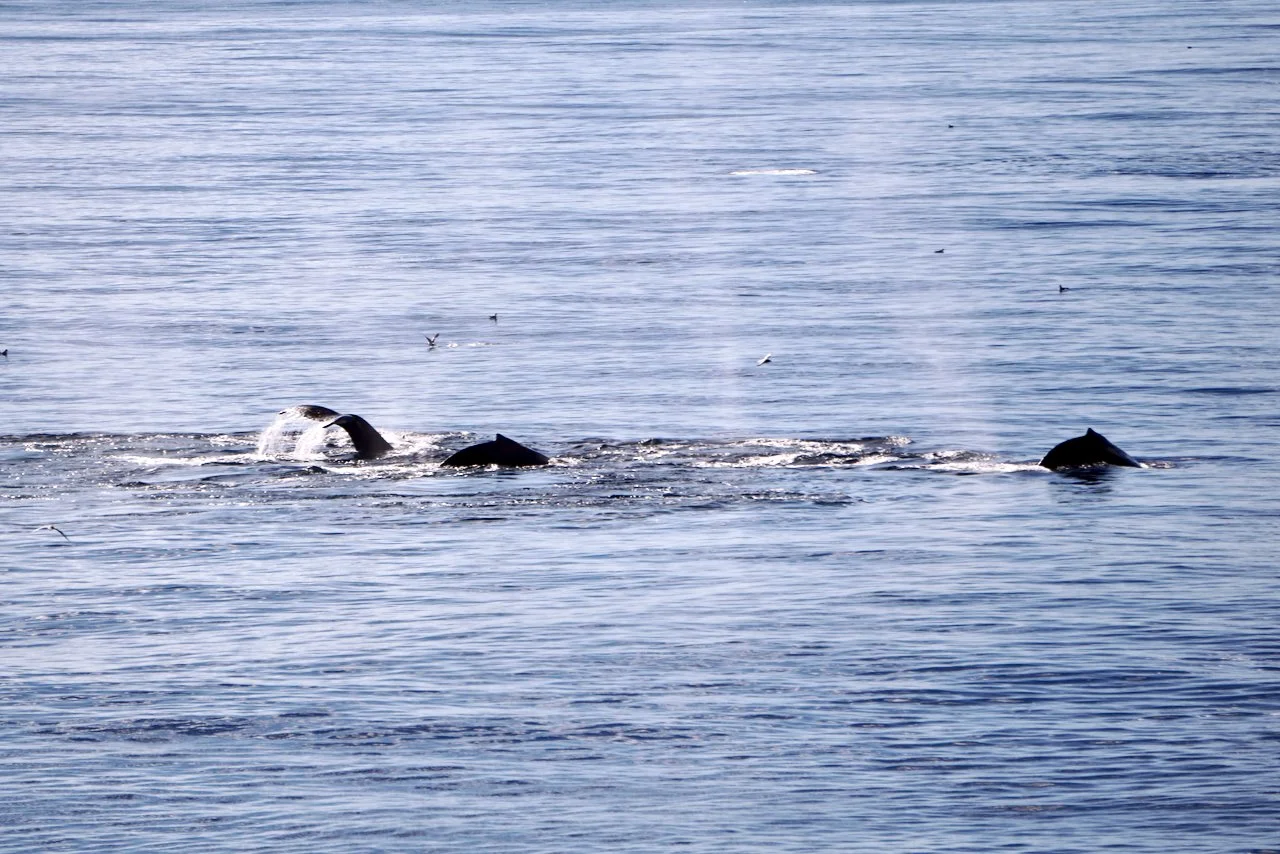 Elephant Island Sea Ice Humpback + Fin Whales - 128.jpeg