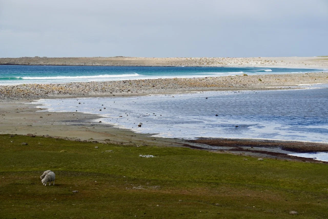 Falklands - 122.jpeg