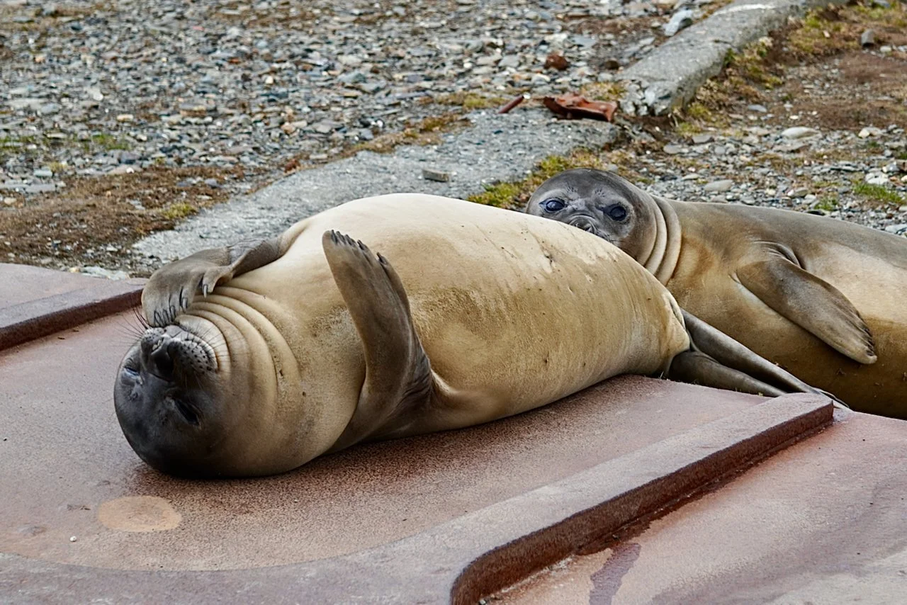Grytviken South Georgia - 84.jpeg