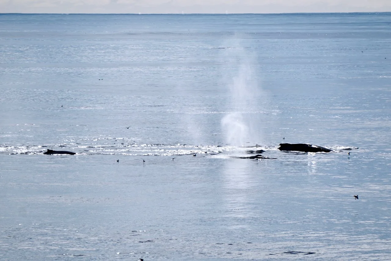 Elephant Island Sea Ice Humpback + Fin Whales - 115.jpeg