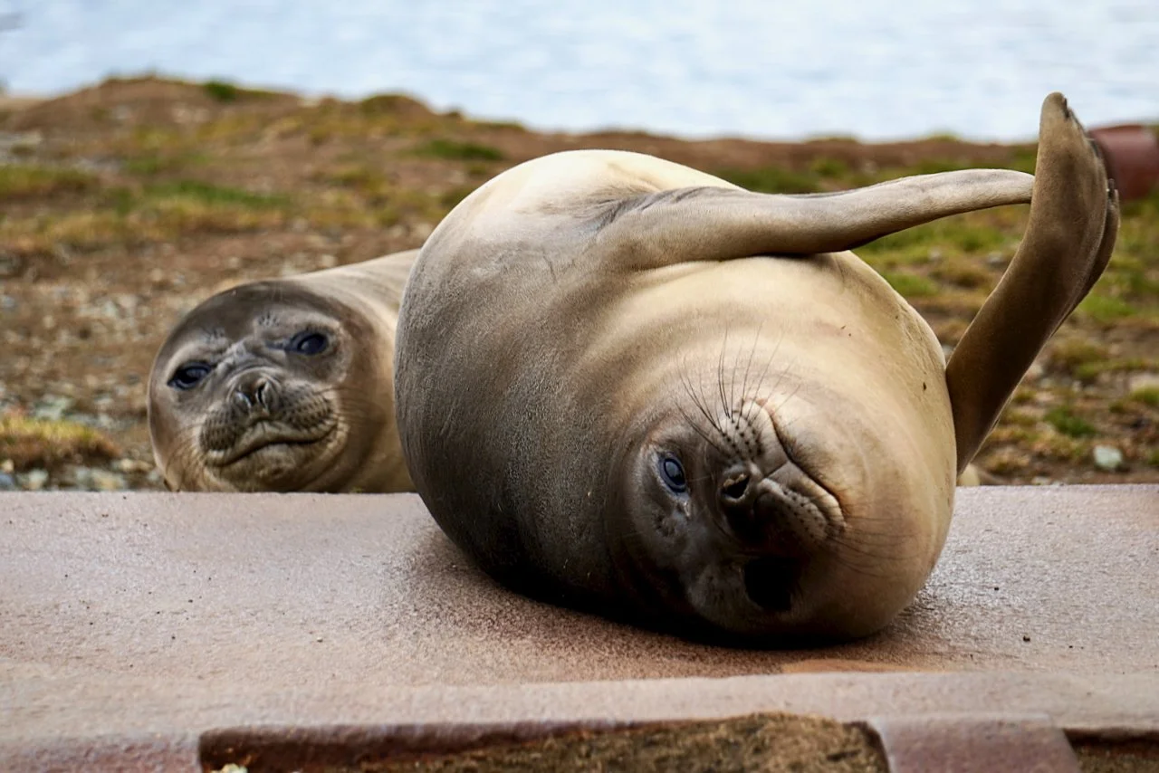 Grytviken South Georgia - 85.jpeg
