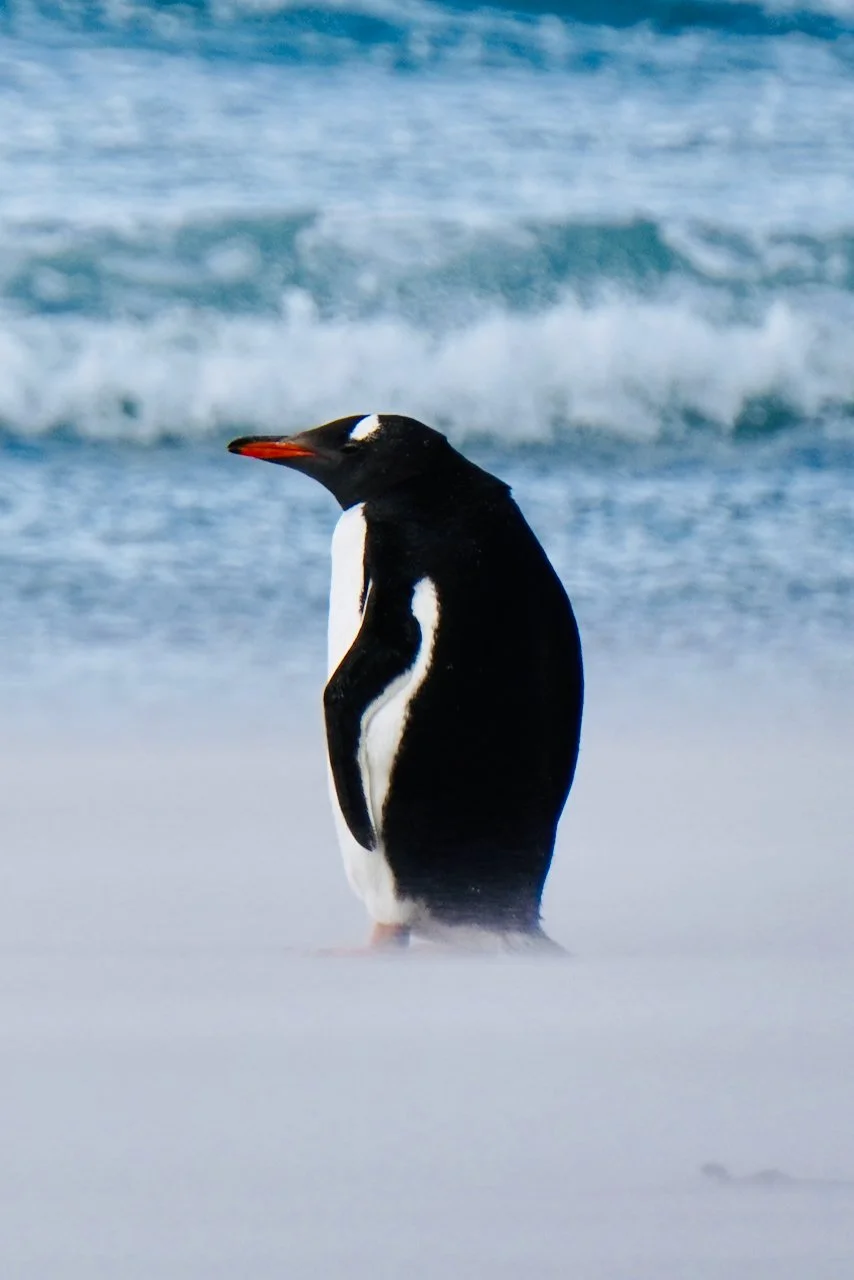 Falklands - 158.jpeg