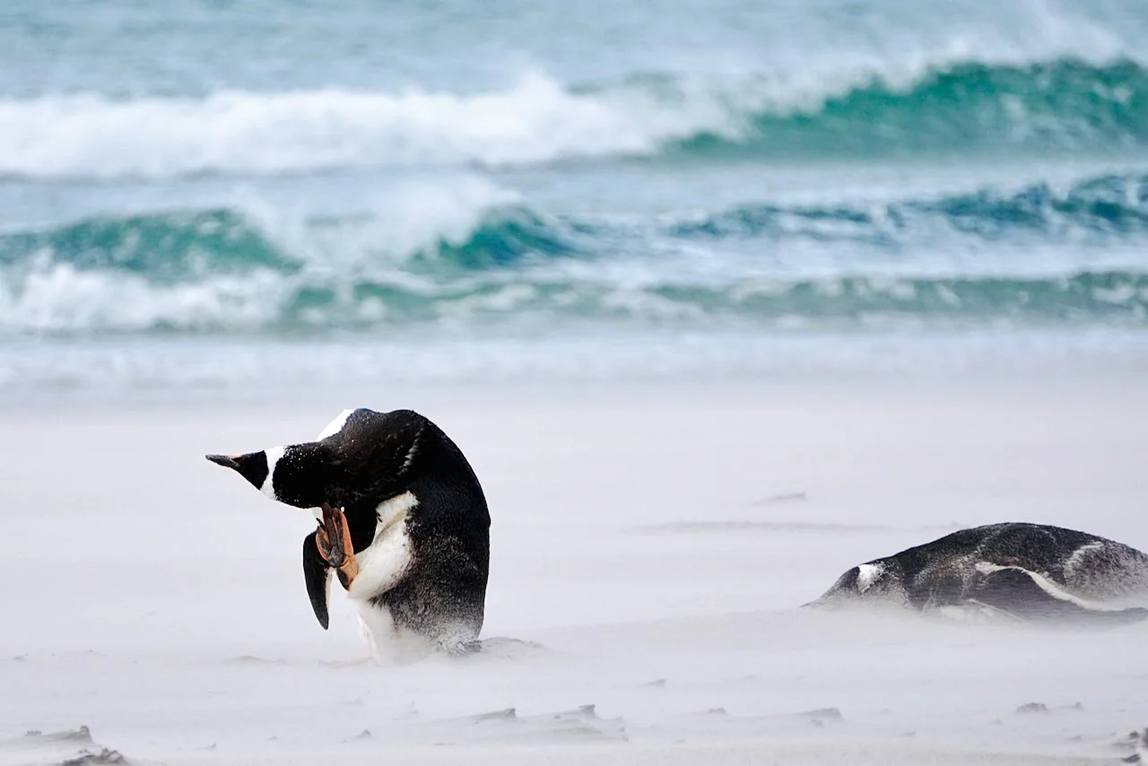 Falklands - 138.jpeg