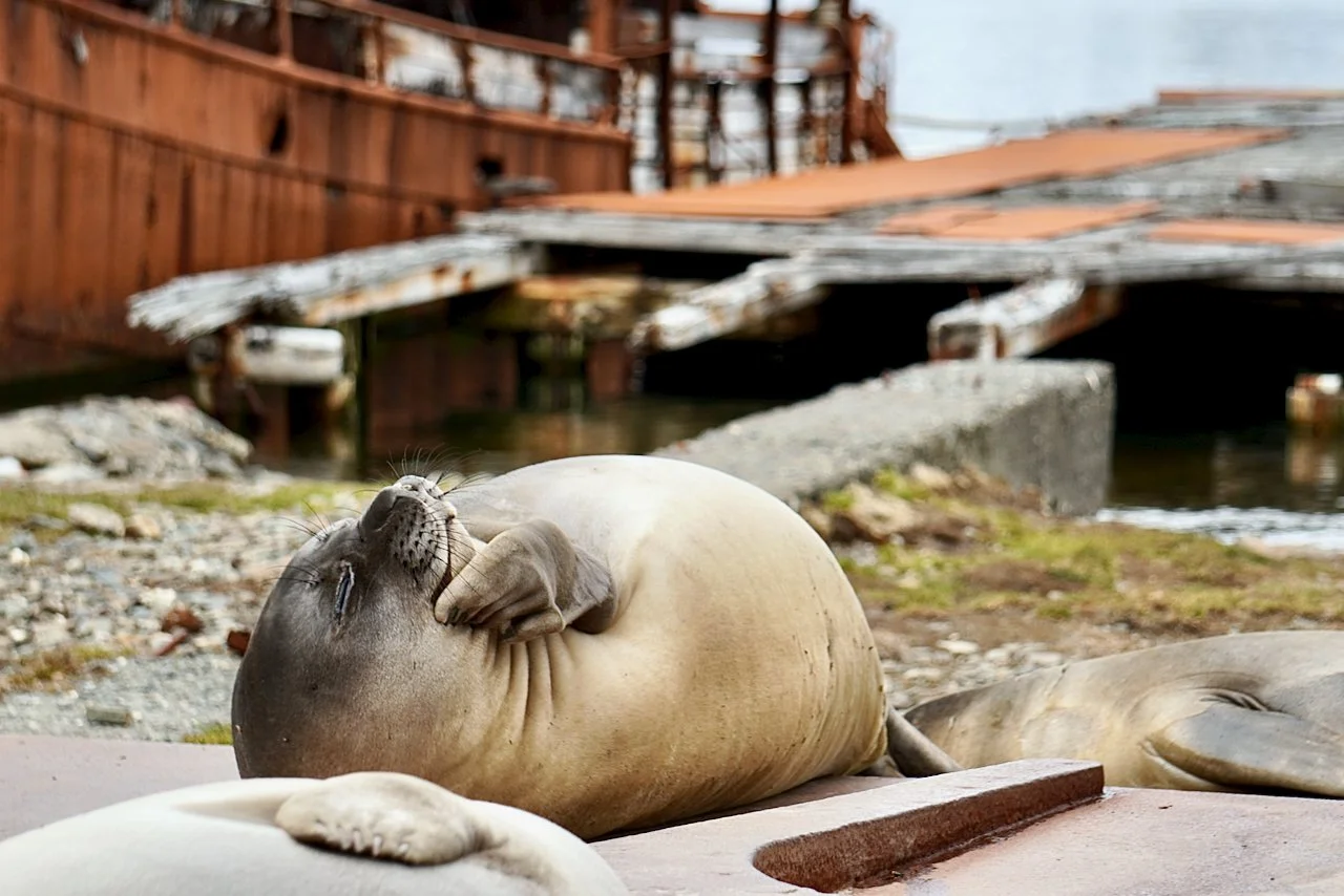 Grytviken South Georgia - 18.jpeg