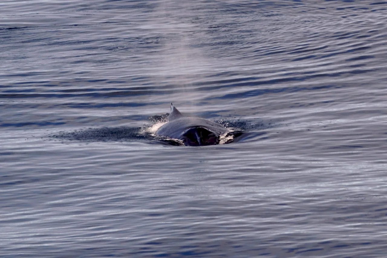 Elephant Island Sea Ice Humpback + Fin Whales - 162.jpeg