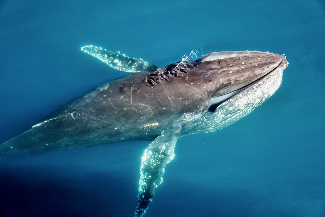 Elephant Island Sea Ice Humpback + Fin Whales - 95.jpeg
