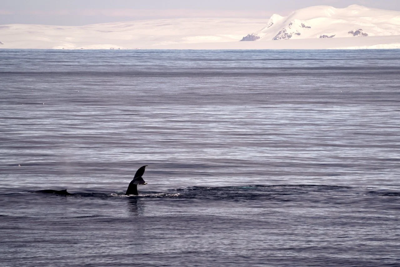Elephant Island Sea Ice Humpback + Fin Whales - 167.jpeg
