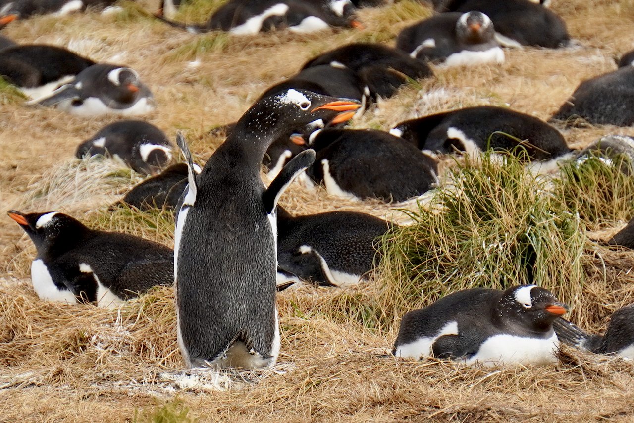 Gentoo penguins are spirited and active lil' creatures... I mean, how adorable!?!
