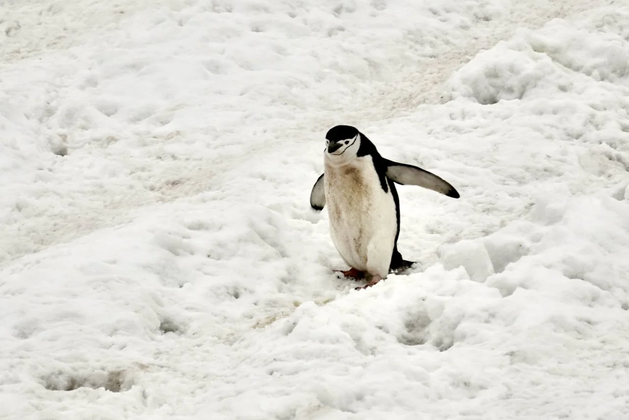 Half Moon Bay Antarctica - 71.jpeg