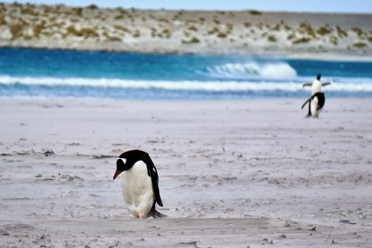 Falklands - 134.jpeg