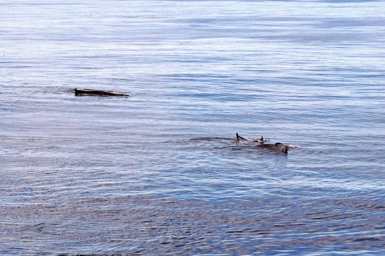 Elephant Island Sea Ice Humpback + Fin Whales - 124.jpeg