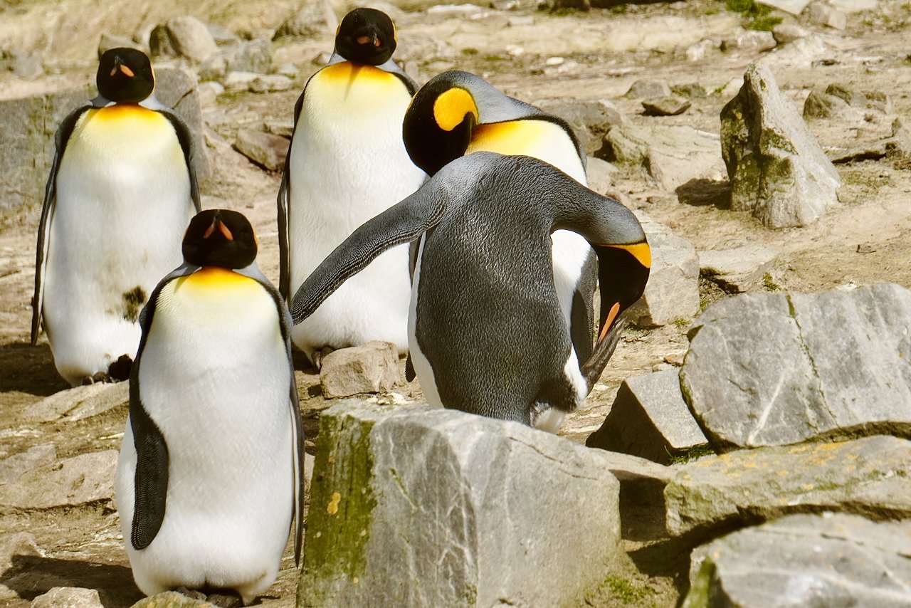 Falklands - 102.jpeg