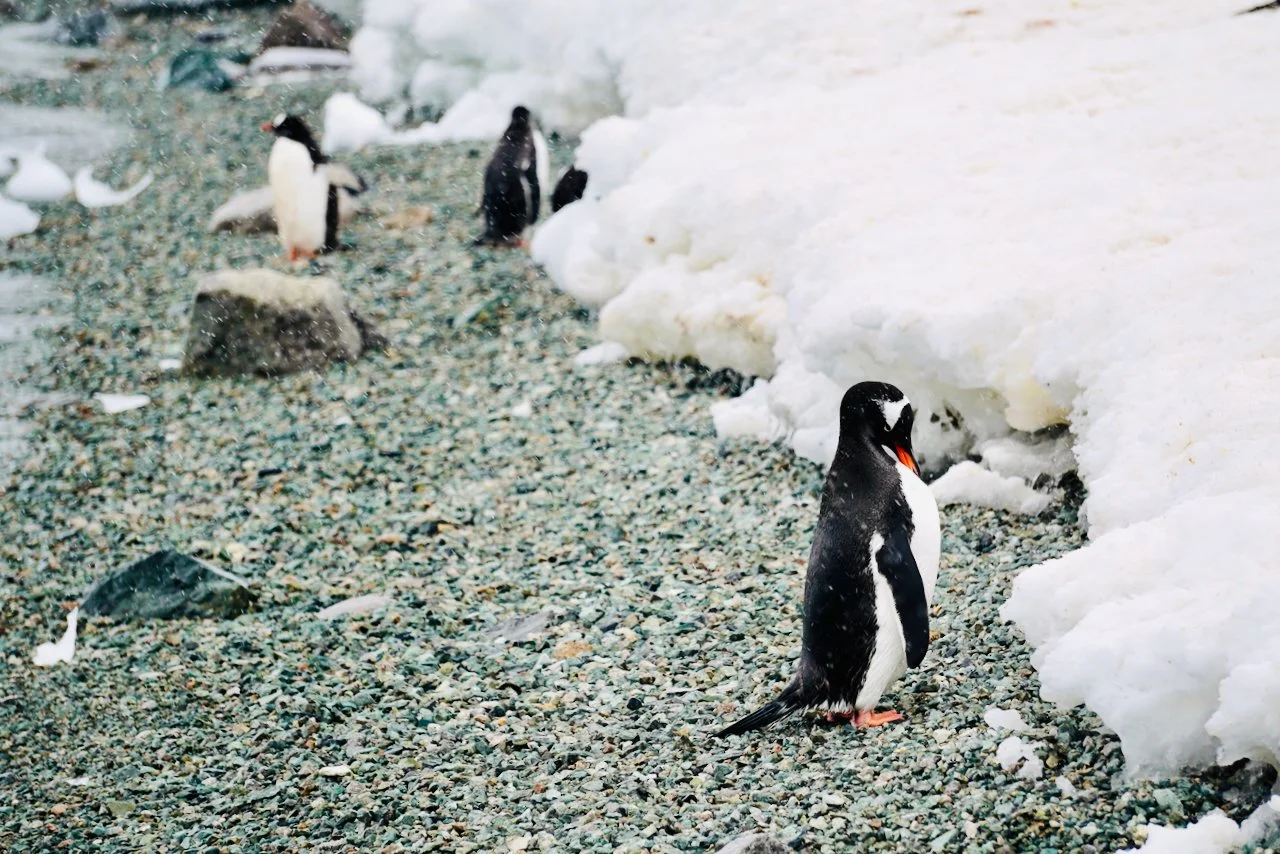 Brown Station Paradise Harbour - 71.jpeg