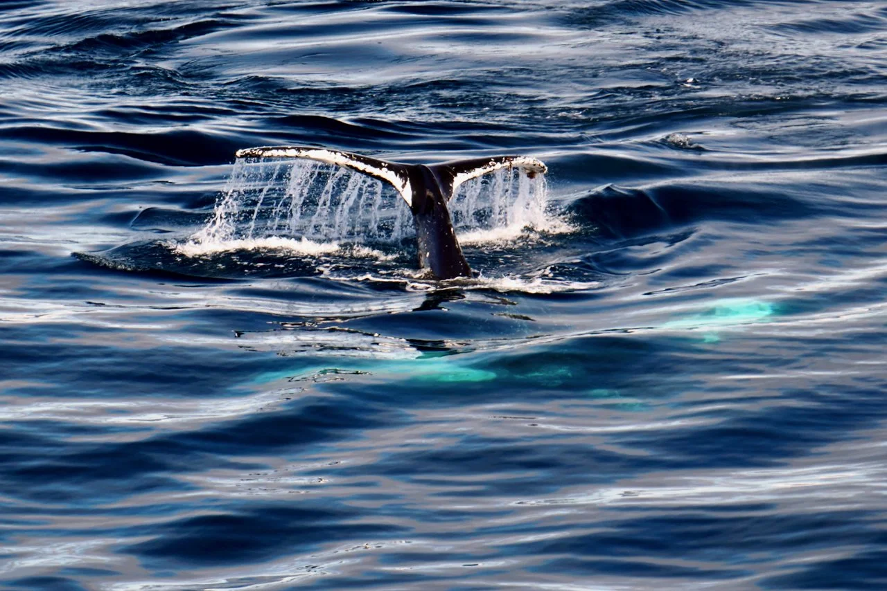 Elephant Island Sea Ice Humpback + Fin Whales - 78.jpeg
