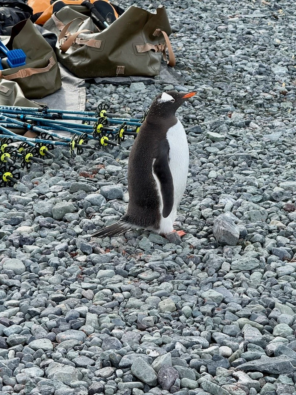 D’Hainaut Island - BT - 1.jpeg