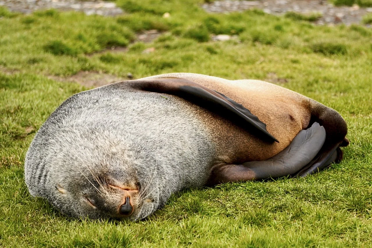 Grytviken South Georgia - 30.jpeg