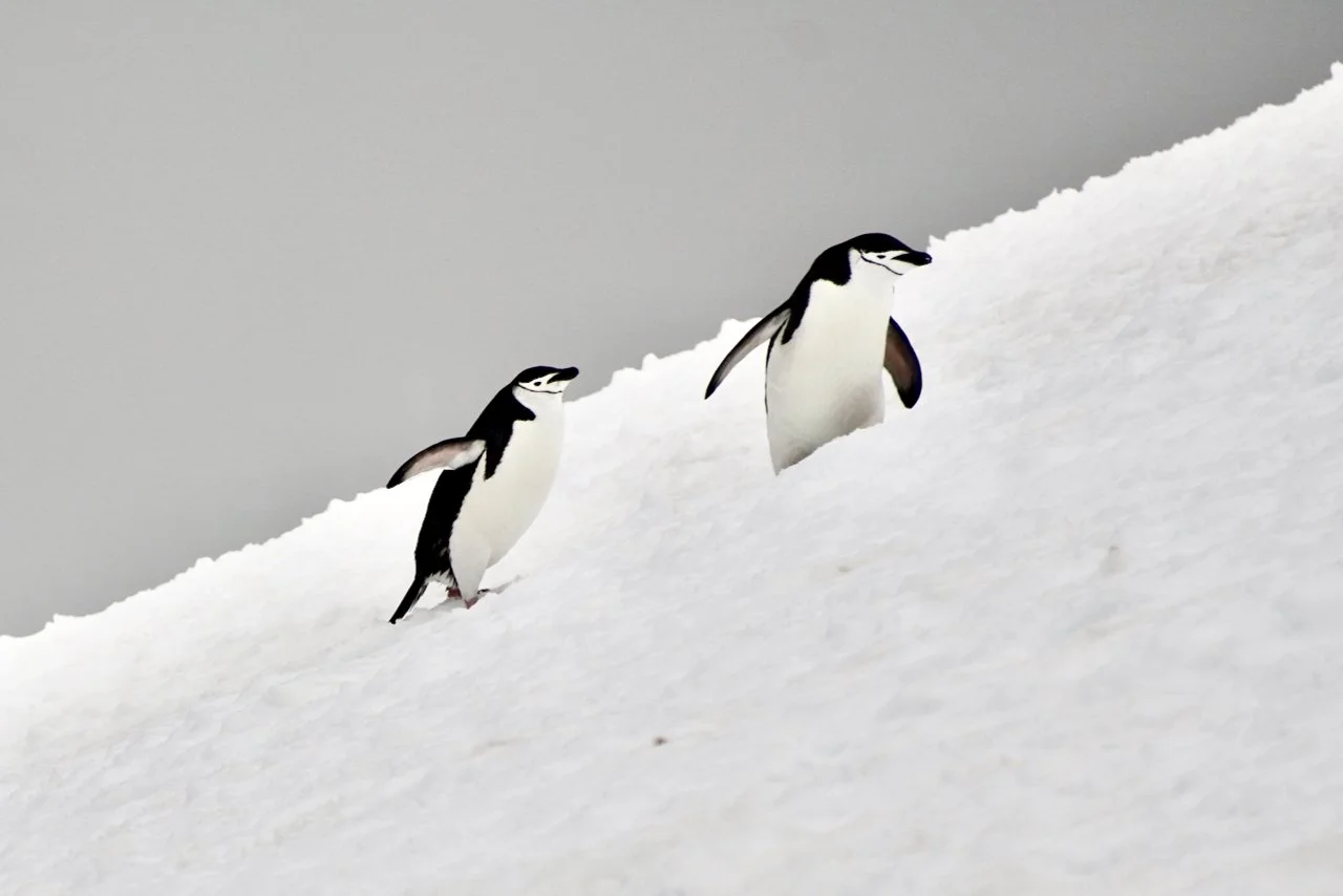 Half Moon Bay Antarctica - 22.jpeg