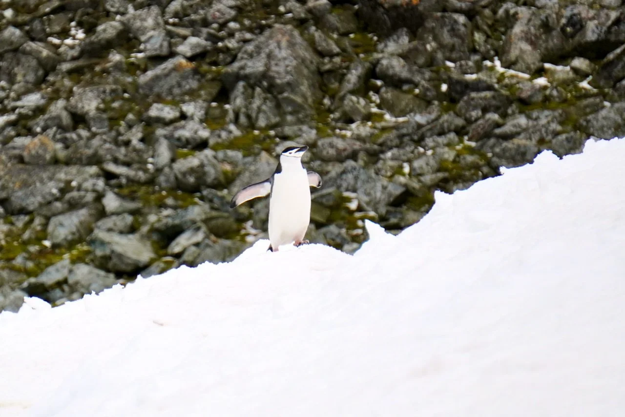 Half Moon Bay Antarctica - 21.jpeg