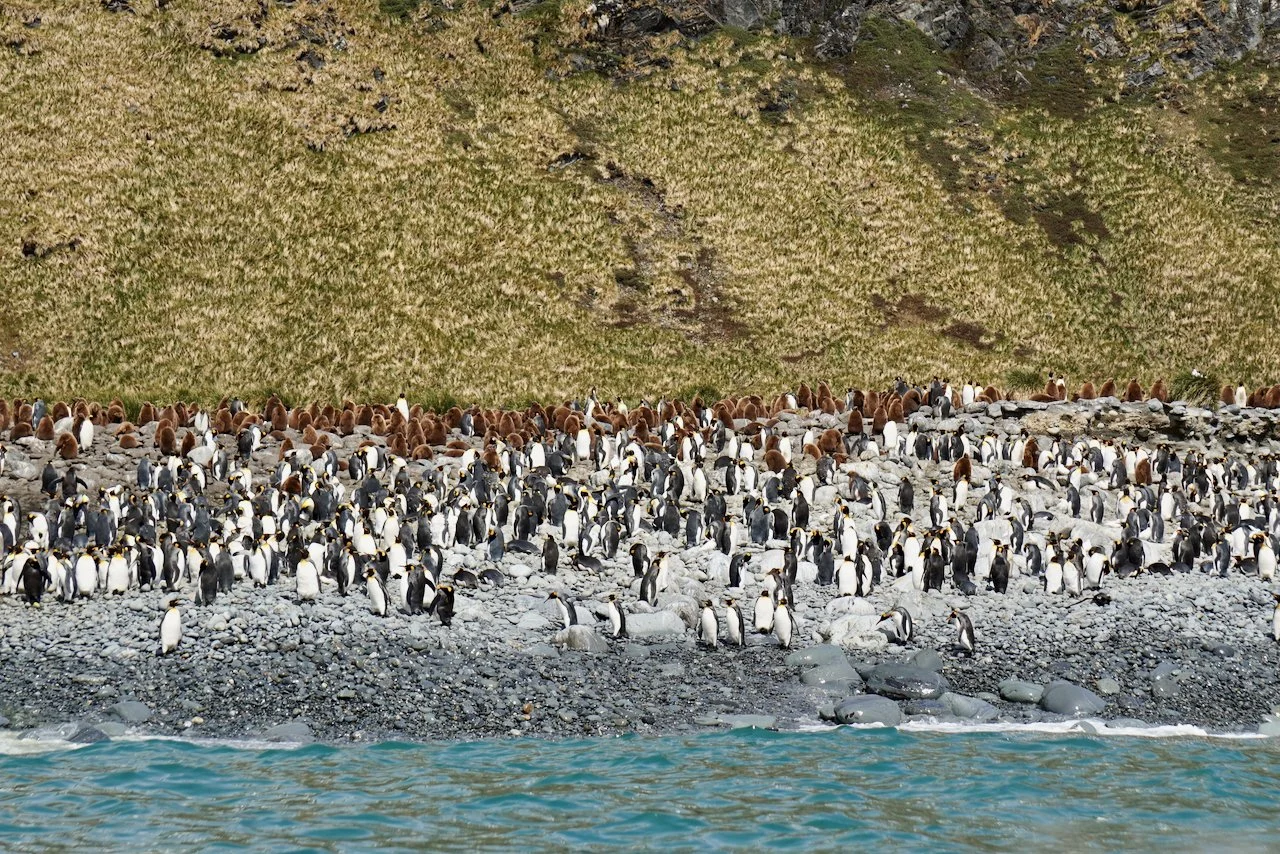 Royal Bay South Georgia - 35.jpeg