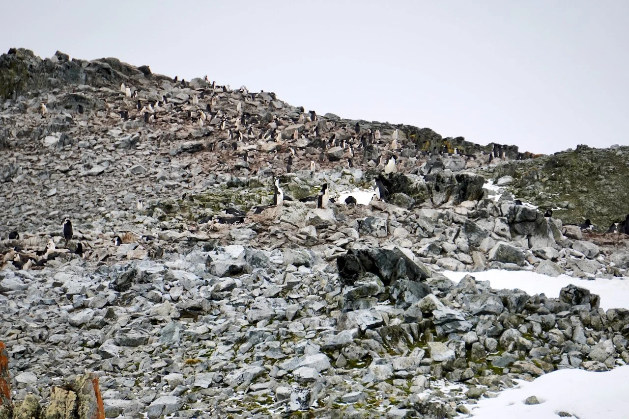 Half Moon Bay Antarctica - 11.jpeg