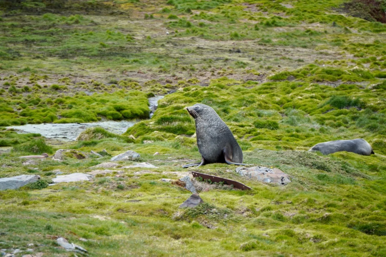 Grytviken South Georgia - 25.jpeg