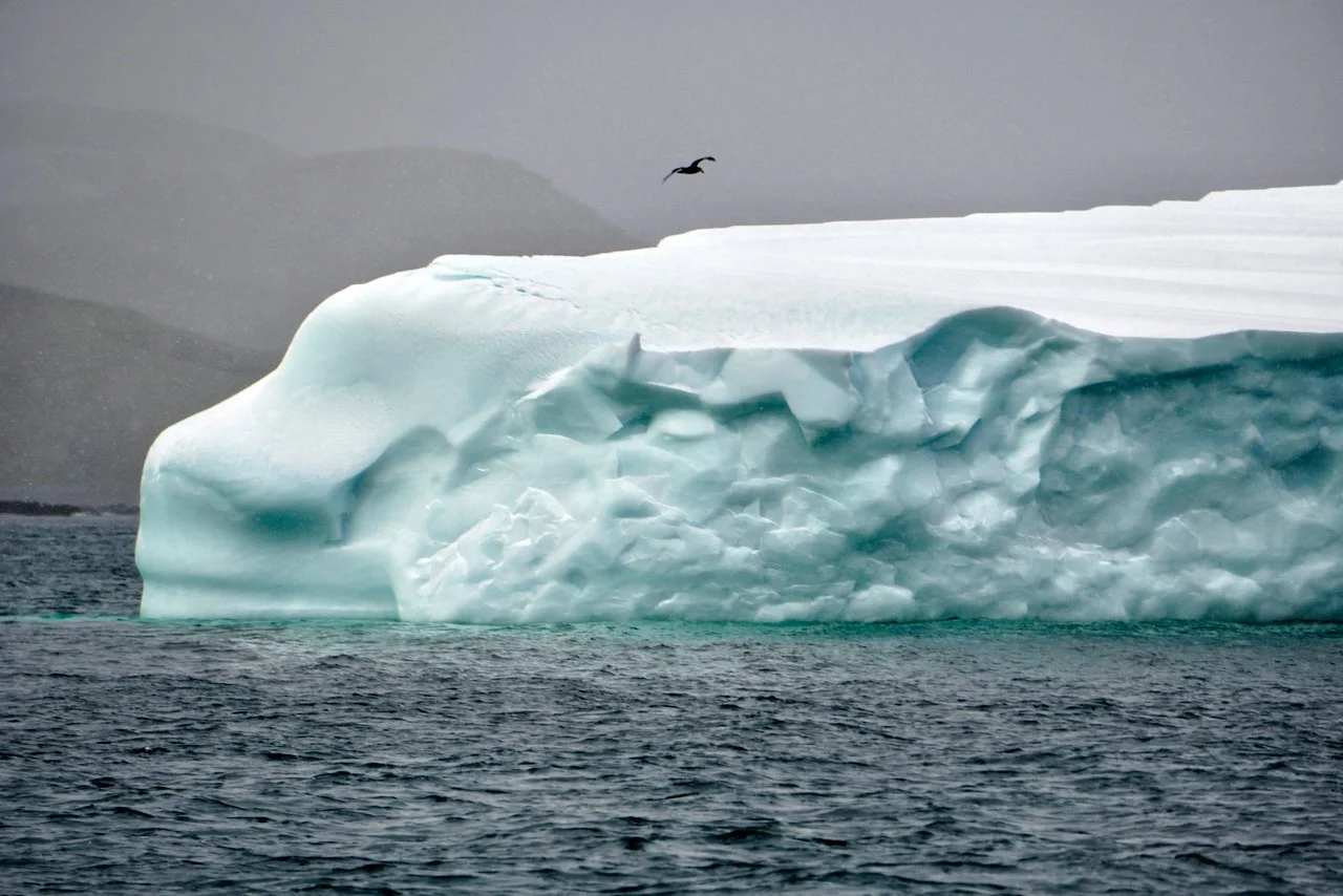 Fortuna Bay South Georgia - 17.jpeg