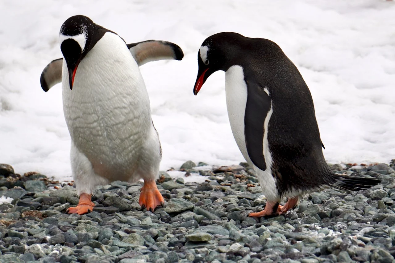DHainaut Island Mikkelson Harbour - 111.jpeg