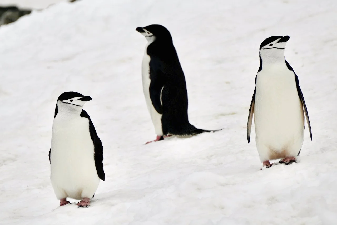 Half Moon Bay Antarctica - 49.jpeg