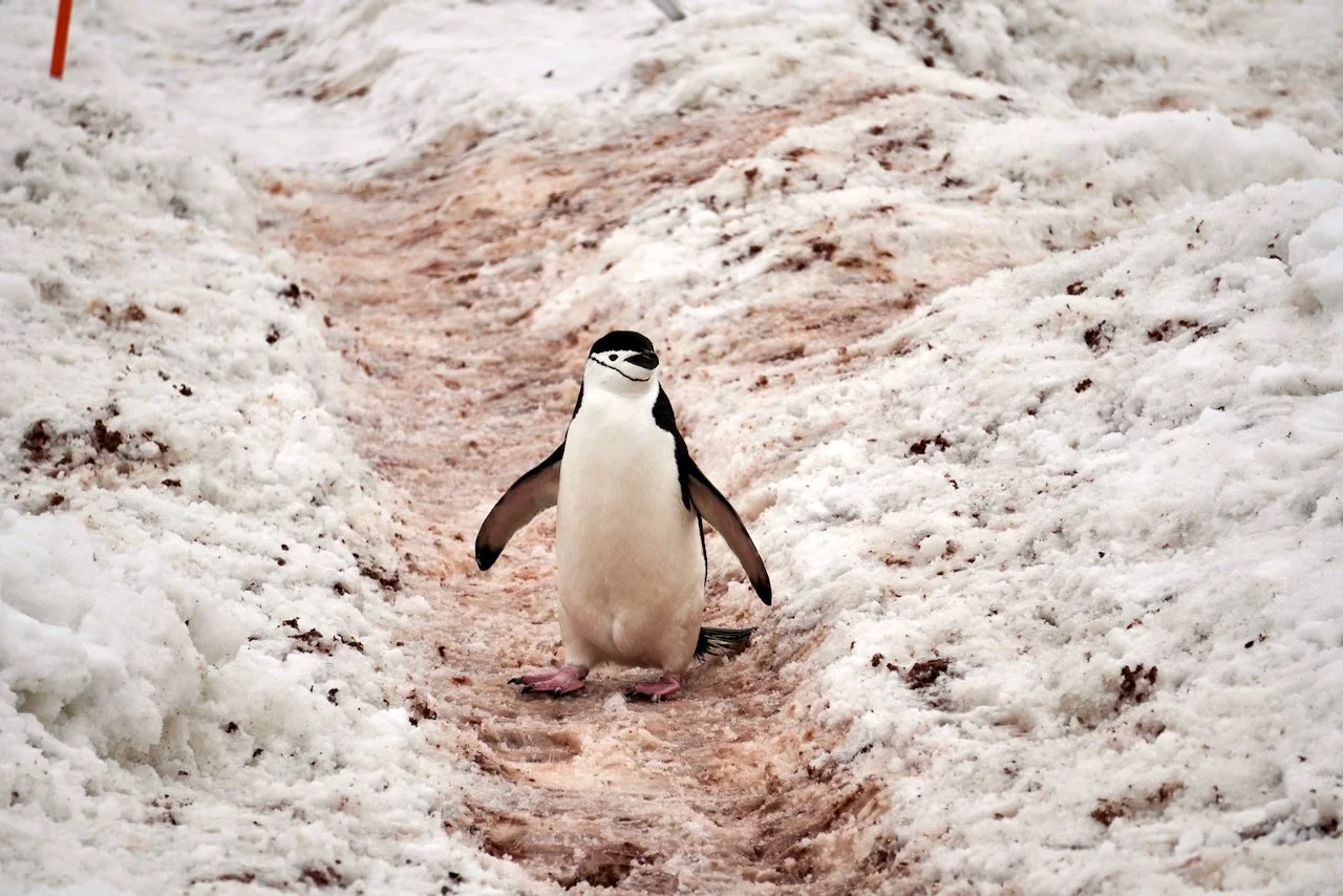 Half Moon Bay Antarctica - 92.jpeg