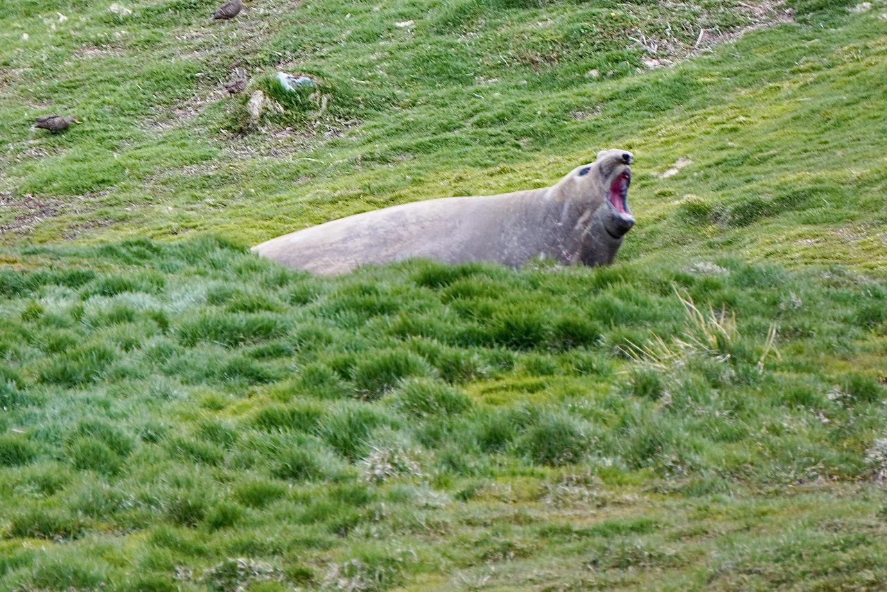 Grytviken South Georgia - 32.jpeg