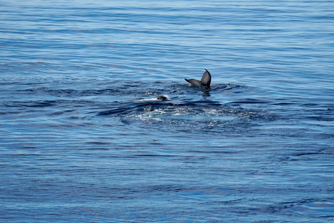 Elephant Island Sea Ice Humpback + Fin Whales - 126.jpeg
