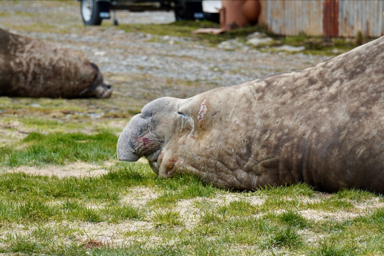 Grytviken South Georgia - 23.jpeg