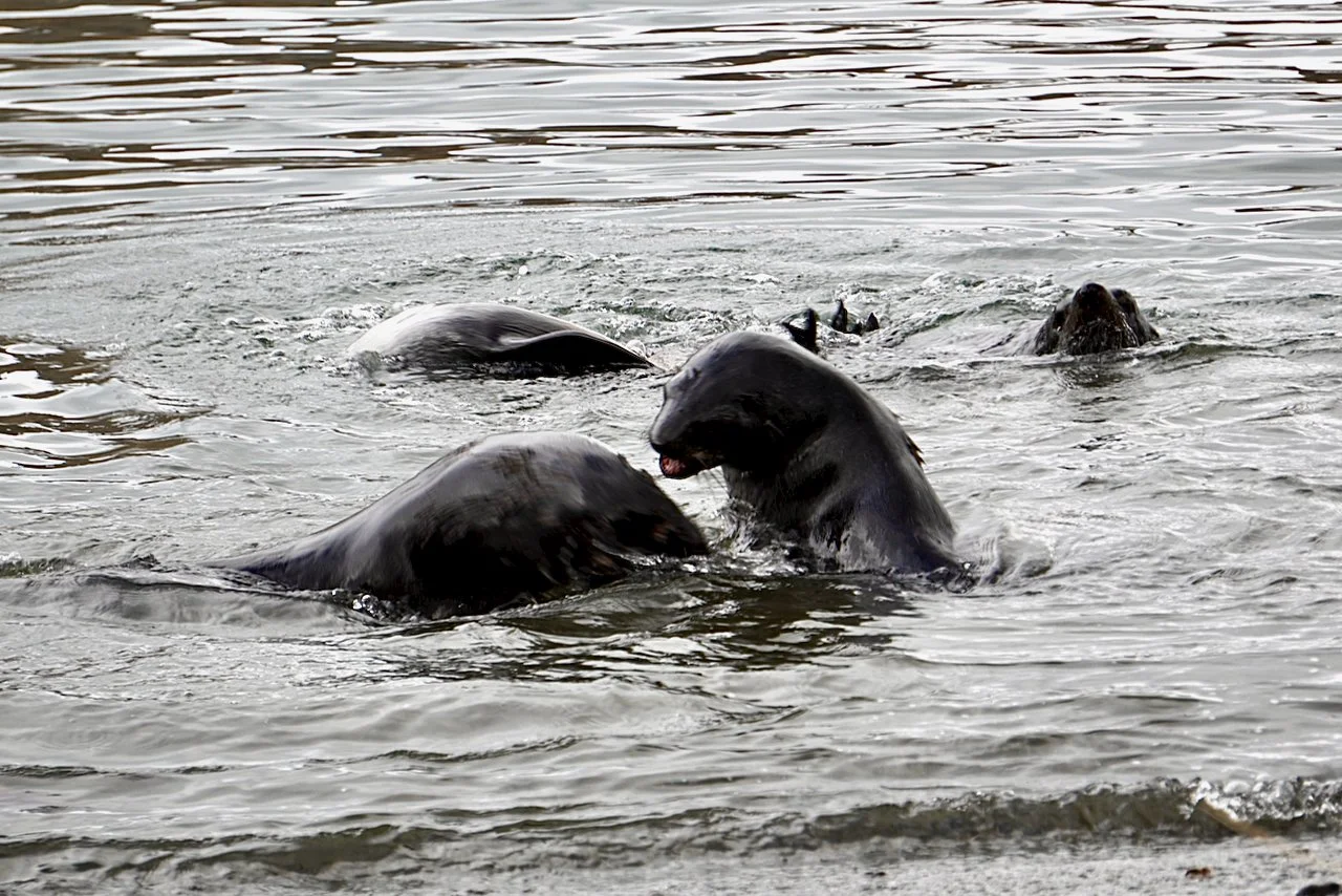 Grytviken South Georgia - 74.jpeg