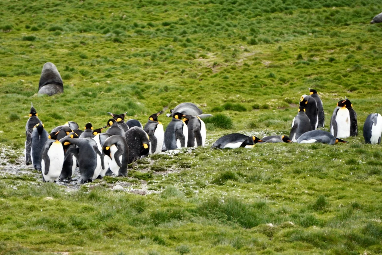 Grytviken South Georgia - 40.jpeg