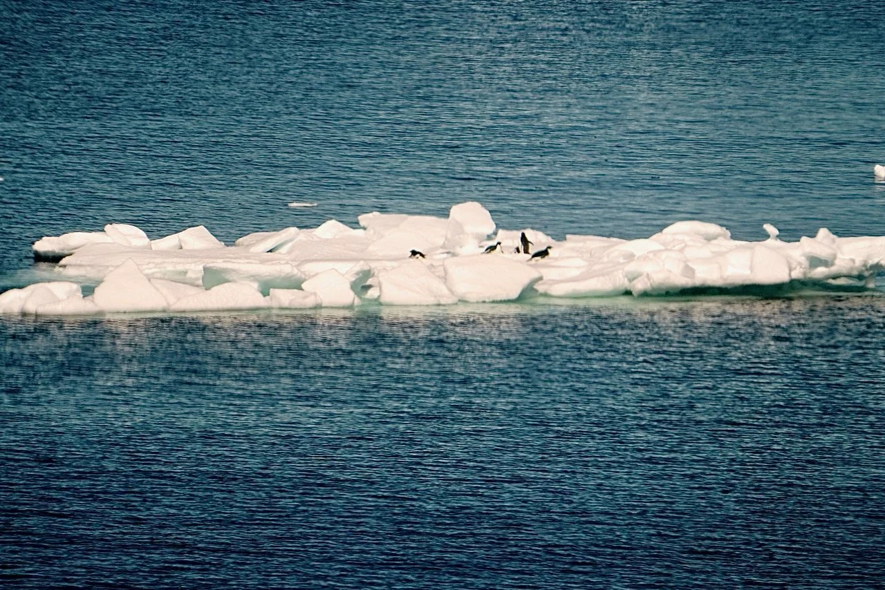 Elephant Island Sea Ice Humpback + Fin Whales - 32.jpeg