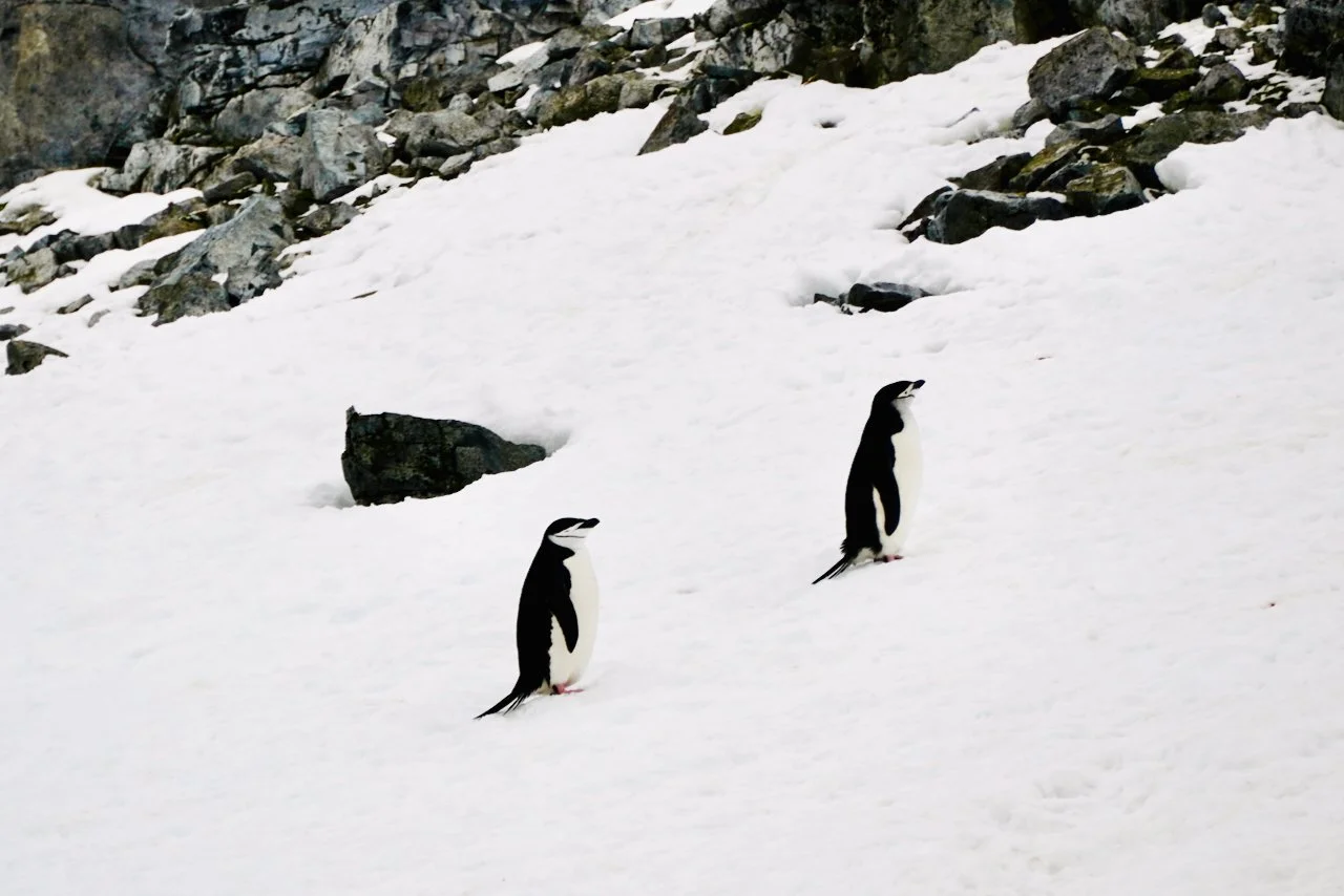 Half Moon Bay Antarctica - 16.jpeg