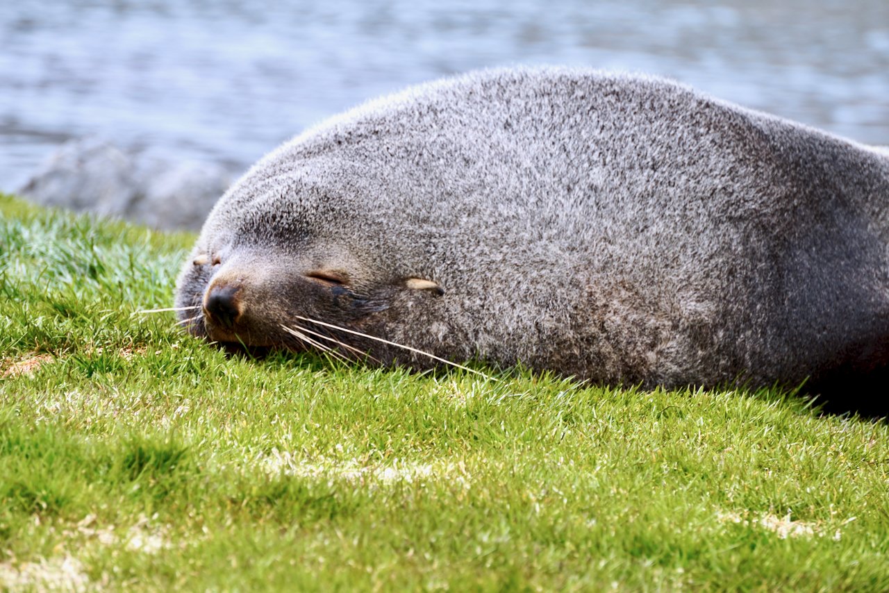 Grytviken South Georgia - 57.jpeg