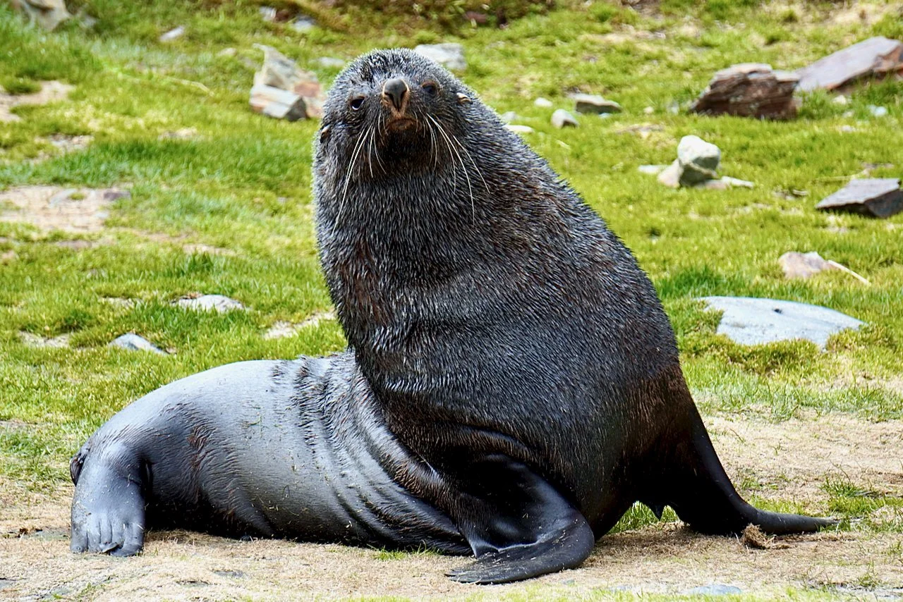 This fur seal greeted us when we landed 