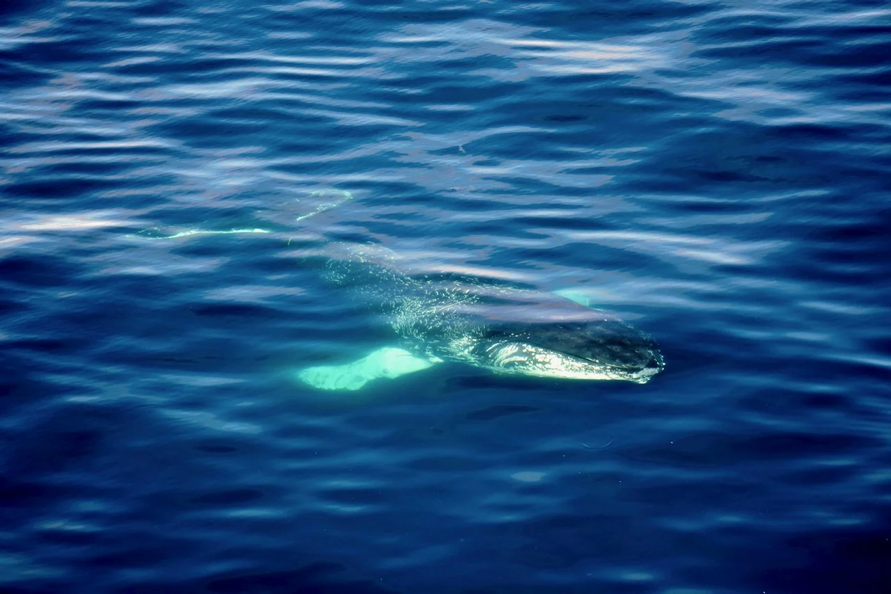 Elephant Island Sea Ice Humpback + Fin Whales - 87.jpeg