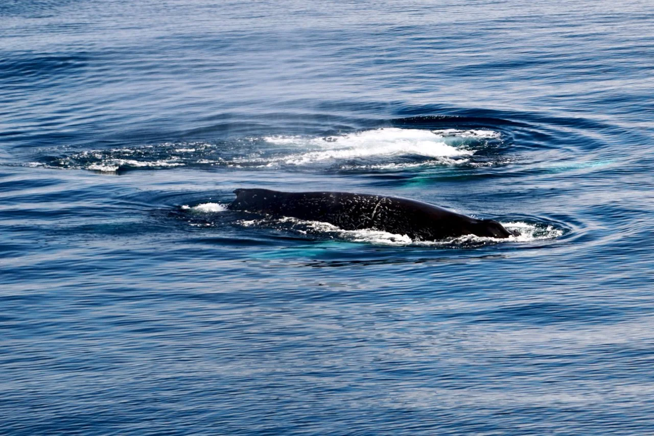 Elephant Island Sea Ice Humpback + Fin Whales - 74.jpeg