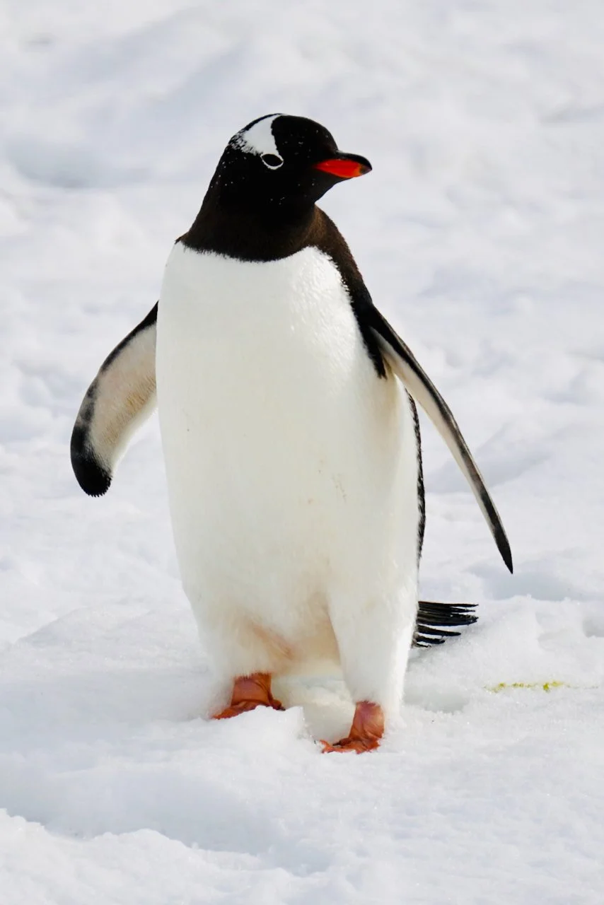 DHainaut Island Mikkelson Harbour - 20.jpeg