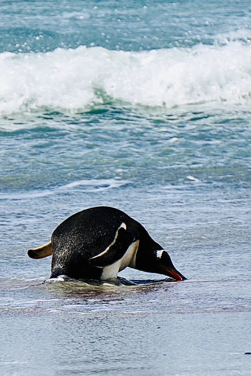 Falklands - 173.jpeg