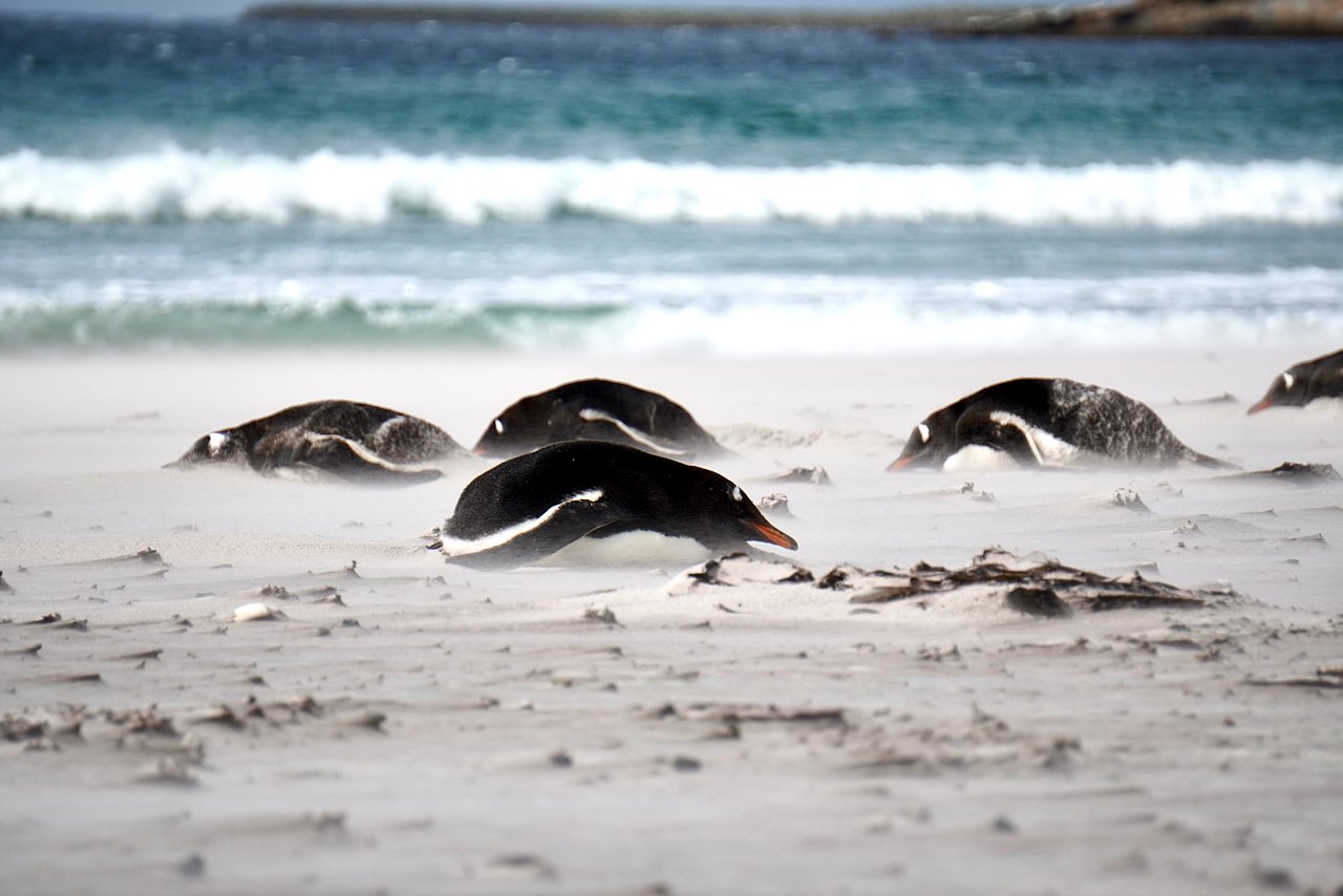 Falklands - 128.jpeg