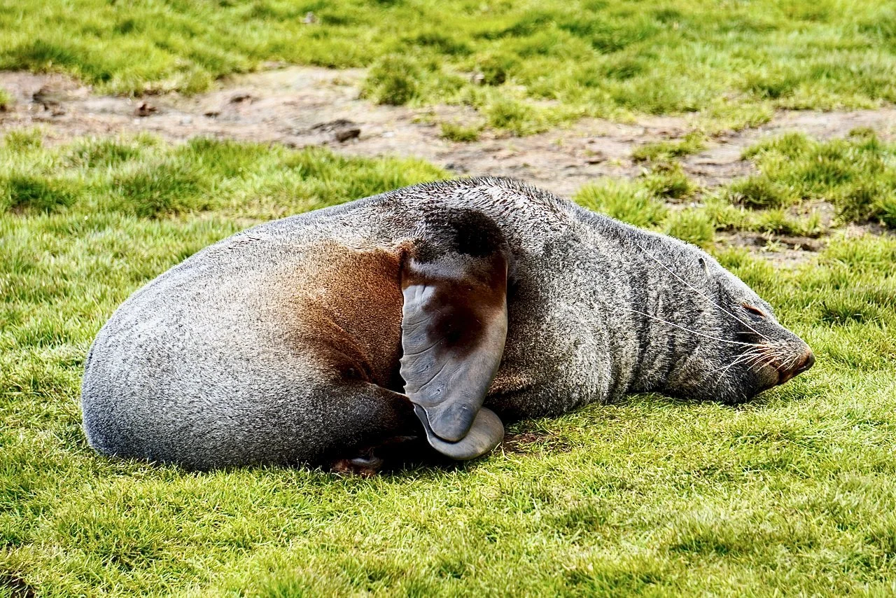 Grytviken South Georgia - 29.jpeg