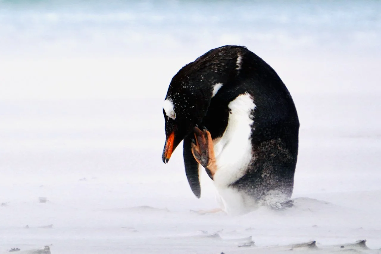 Falklands - 142.jpeg