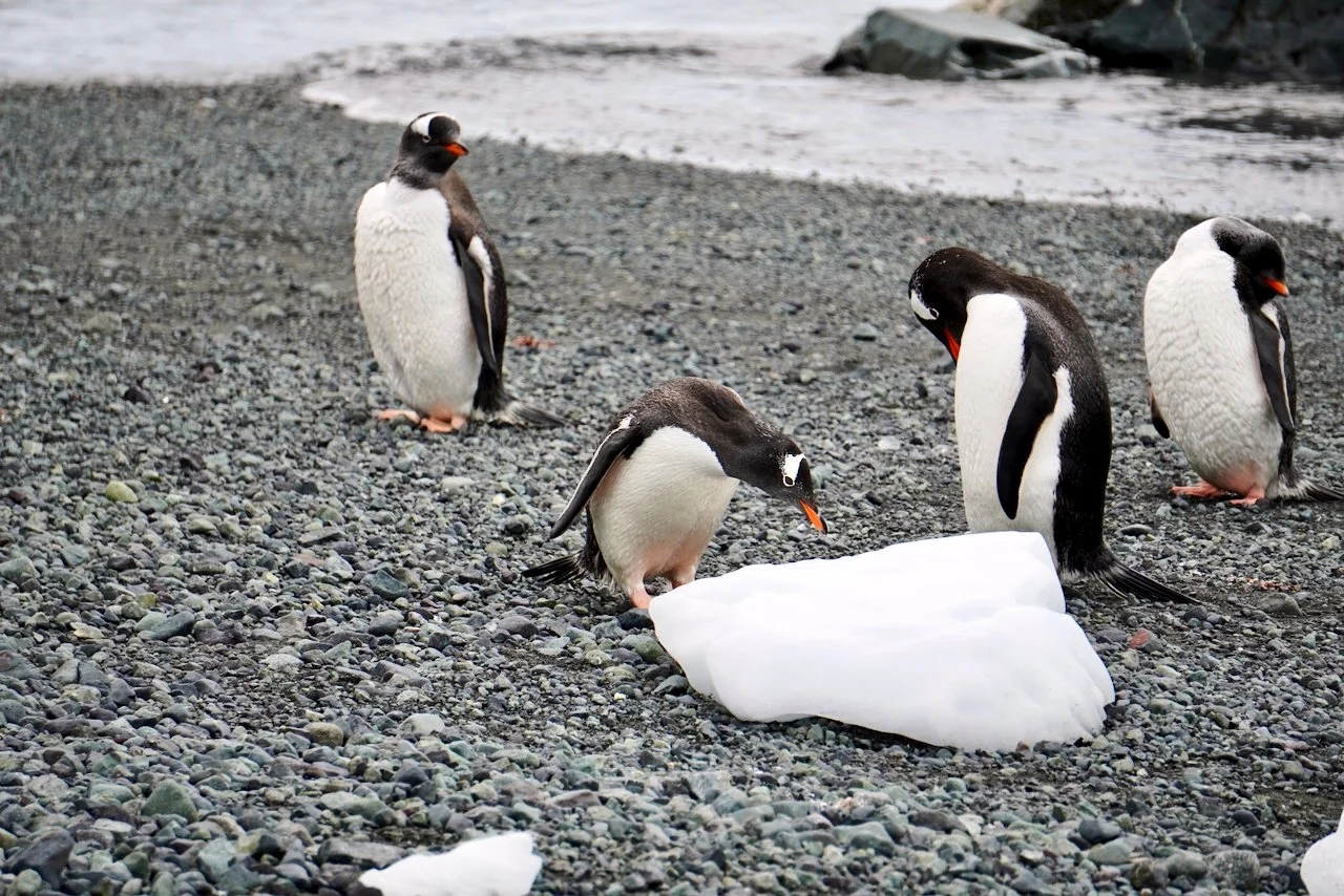 DHainaut Island Mikkelson Harbour - 98.jpeg
